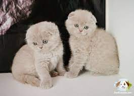 scottish fold cats panosundaki pin