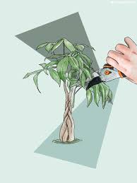 Check your bonsai early in the spring by carefully removing the tree from its pot. How To Care For And Grow Your Braided Money Tree Plant Care Tips And More La Residence
