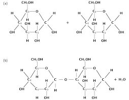 Two Glucose Monomers Undergo A Condensation Reaction To Produce A Section Of A Carbohydrate Polymer Macromolecules Biology Notes Condensation Reaction