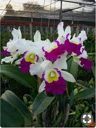 Orchids Https Www Facebook Com Flowers 143myinspiration Photos A 741695622650503 1073741830 739274416225957 1 Cattleya Orchid Orchid Flower Beautiful Flowers