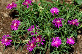 Although they can grow in shaded areas, they need full sunlight for their showy flowers to blossom. 10 Best Ground Covers For Full Sun