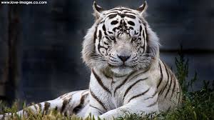 Here are only the best white tiger wallpapers. Download Top Best Ultra Hd 4k Computer Desktop Wallpapers Tiger Images Tiger Wallpaper White Tiger