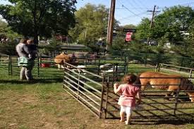 Including zac the zebra,jack and bruce the red kangaroos, dromedary. Mountainside Stables Entertainment Lafayette Nj