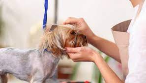 How To Find Local Dog Groomers Dog Groomers Dog Grooming Diy Dog Grooming Tips