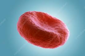 Image result for Red Blood Cell