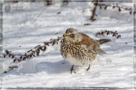 Die wacholderdrossel ist heutzutage das ganze jahr bei uns anzutreffen. Die Wacholderdrossel Turdus Pilaris Fotowelt Schroder Fotos Und Mehr