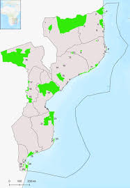 Image result for Acacia quiterajoensis