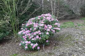 Image result for Rhipidoglossum delepierreanum