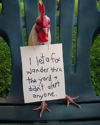 Chicken Shaming Is All You Need To Make You Laugh Today 45 Pics Chicken Humor Funny Animals Silly Animals