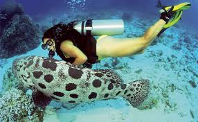 「grouper fish great barrier reef」の画像検索結果