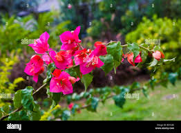 Image result for Nyctaginaceae