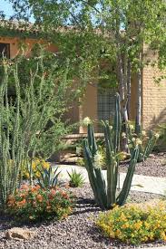 Night Bloom Cereus Succulent Landscape Design Desert Landscaping Succulent Landscaping