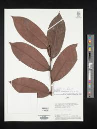 Image result for Diospyros mweroensis