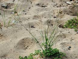 Image result for Aristida transvaalensis