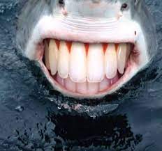 Pin On Sharks With Human Teeth
