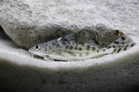 I am baffled by the fact that some people carry online relationships for years without ever meeting the person. Pictus Catfish Size Care And Tank Mates Fishkeeping World