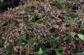 Image result for Cuscuta hyalina