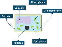 Bbc bitesize cell structure glossary. Bbc Gcse Bitesize Photosynthesis Science Revision Plant Cell Diagram Science Facts