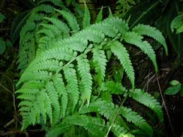 Image result for Polyphlebium borbonicum