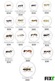 Hiring a exterminator to control pests, you will likely spend between $250 and $400. 2021 Ant Exterminator Cost Ant Pest Control Cost