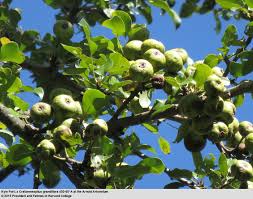 Image result for Craibia grandiflora