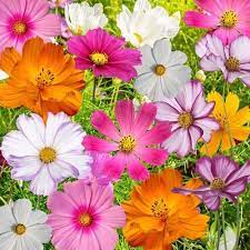 Crazy Cosmos Mixture Cosmos Sulphureus Bipinnatus Cosmos Flowers Flower Seeds Flower Garden