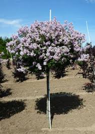 Image result for Syringa meyeri ´Palibin