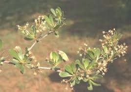 Image result for Terminalia trichopoda