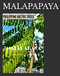 Malapapaya Polyscias Nodosa Observations In Typhoon Prone Areas Malapapaya Tree Branches Out To Resist Strong W Forest Plants Flowering Trees Trees To Plant