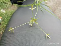 Image result for Cyperus pectinatus