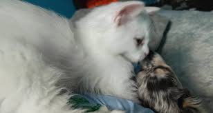 My pair. Eddie at the front with Tia