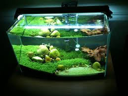 Finnex Led Owners Unite Or At Least Join The Club Page 22 Aquarium Fish Aquascape Fresh Water