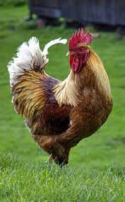 Check spelling or type a new query. 100 Best Alarm Clock Ever Ideas In 2021 Chickens And Roosters Chickens Backyard Farm Animals