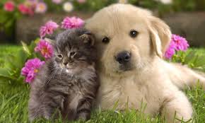 Hd katten wallpapers en foto s witte katten katten en kittens dieren mooi. Free Download Wallpapers Schattige Wezens Svetlenky Pup Kitten Polosatenky Dieren 1280x768 For Your Desktop Mobile Tablet Explore 33 Kitten Wallpaper 1280 X 768 Thinkpad Wallpaper 1366 X 768 Full Hd Wallpapers 1920x1200 Wallpaper Nature Images