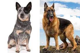 German Shepherd Blue Heeler Mix A High Energy Companion