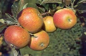 Braeburn apple tree, mini patio fruit tree, ideal for small gardens & patios, heavy cropping, delicious fruit, low maintenance, 1 x malus (apple) braeburn plant in a 9cm pot by thompson and morgan 48 £10 79 C Self Fertile Cox Apple Trees Chris Bowers