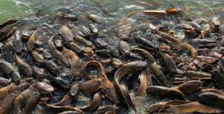 Ikan termasuk hewan yang bersifat , serta selalu membutuhkan air poikiloterm untuk hidupnya, karena ikan merupakan hewan air yang mengalami kehidupan sejak lahir atau menetas dari telurnya sampai akhir hidupnya di air. Morfologi Dan Klasifikasi Ikan Lele Clarias Sp