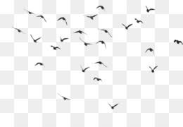 Mockingbird clipart burung burung png free transparent clipart. Burung Unduh Gratis Lukisan Cat Air Menggambar Ilustrasi Tangan Berwarna Parrot Burung Splash Gambar Png