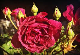 Protect this plant from winds. Floribundas Make Fantastic Bouquets With Multiple Blooms On One Stem Flowers Flower Power Bloom
