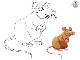 Vector illustration of rat isolated on white background. Rat Coloring Page Free Printables Treasure Hunt 4 Kids