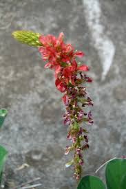 Image result for Indigofera hirsuta