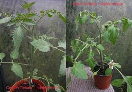The benefits of growing moneymaker tomatoes and tomato. Tomatoes Removing Side Shoots Or Not