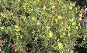 Image result for Hermannia floribunda