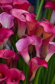 Calla Lilies Flowers Beautiful Flowers Flower Garden