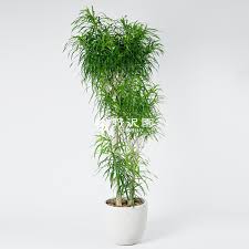 ドラセナ アングス ティ フォリア