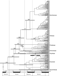 Image result for Exochaenium oliganthum