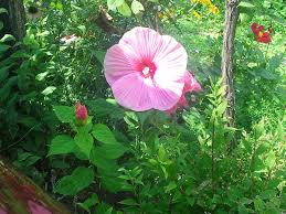 This keeps water from stagnating and mosquitoes from breeding. How To Make A Rain Garden At Your Asheville Home Lawnstarter