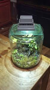 Led Question Niko Page 2 Lighting Aquatic Plant Central Aquatic Plants Plants Terrarium