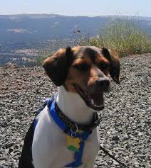 I am a young beagle x rat terrier mix. Raggle Dog Breed Information And Pictures