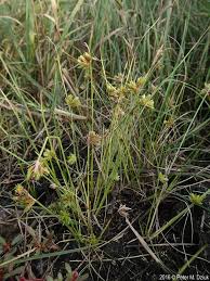 Image result for Cyperus mollipes